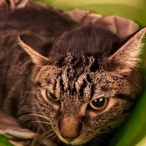 Thumbnail photo of Walter (was Vincent) #1