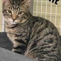 Thumbnail photo of Walter (was Vincent) #2