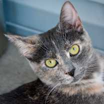 Thumbnail photo of POWDER Kitten (f) #1