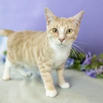 Thumbnail photo of Willie #1