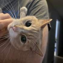 Thumbnail photo of Simba Kitty #1