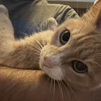 Thumbnail photo of Simba Kitty #2
