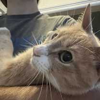 Thumbnail photo of Simba Kitty #3