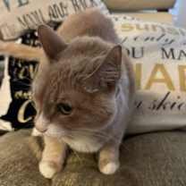 Thumbnail photo of Simba Kitty #4