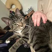 Thumbnail photo of Baki #1