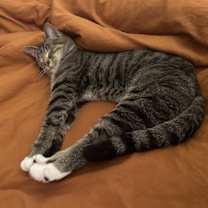 Thumbnail photo of Baki #3