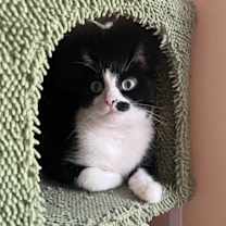 Thumbnail photo of His Majesty Grand Duke Mortimer Von Tuxington Must #1