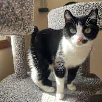 Thumbnail photo of His Majesty Grand Duke Mortimer Von Tuxington Must #2
