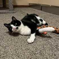 Thumbnail photo of His Majesty Grand Duke Mortimer Von Tuxington Must #4