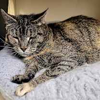 Thumbnail photo of Aizley #1