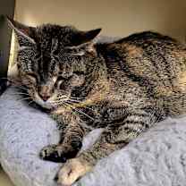 Thumbnail photo of Aizley #2