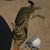 Thumbnail photo of Blossom #1