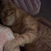 Thumbnail photo of Binx (SPECIAL NEEDS) #1