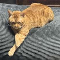 Thumbnail photo of Binx (SPECIAL NEEDS) #2