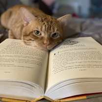 Thumbnail photo of Binx (SPECIAL NEEDS) #3