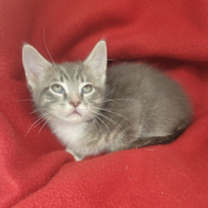 Thumbnail photo of Sterling #1
