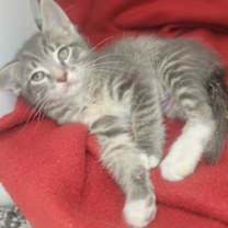Thumbnail photo of Sterling #2