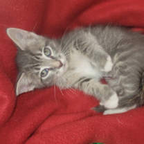 Thumbnail photo of Sterling #3