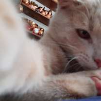 Thumbnail photo of Rudy #2
