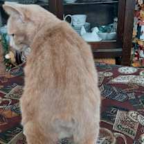 Thumbnail photo of Rudy #4