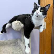 Thumbnail photo of Phantom #1