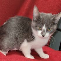 Thumbnail photo of Cora #1