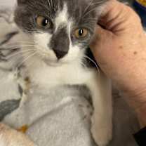 Thumbnail photo of Cora #2