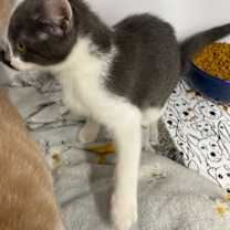 Thumbnail photo of Cora #3