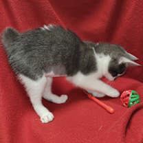Thumbnail photo of Cora #4