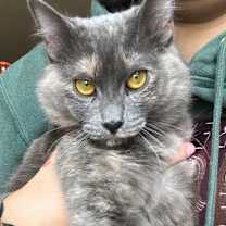 Thumbnail photo of Jelly Bean #1