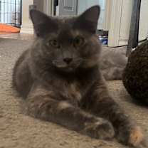Thumbnail photo of Jelly Bean #3