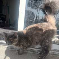 Thumbnail photo of Jelly Bean #4