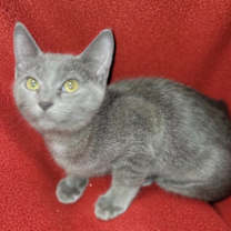 Thumbnail photo of Clementine #1