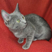 Thumbnail photo of Clementine #2