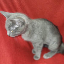 Thumbnail photo of Clementine #3