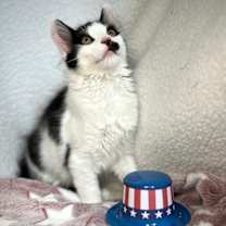 Thumbnail photo of Stache #2