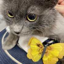 Thumbnail photo of Robin #4