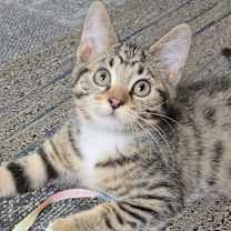Thumbnail photo of Chowder #1