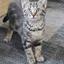 Thumbnail photo of Gazpacho #1