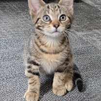 Thumbnail photo of Schnitzel #1