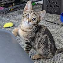 Thumbnail photo of Schnitzel #2