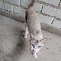 Thumbnail photo of Princess #seeks-attention #4