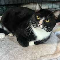 Thumbnail photo of Phantom #1