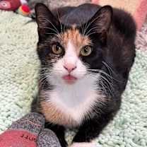 Thumbnail photo of Abby #1