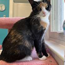 Thumbnail photo of Abby #4