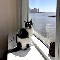 Thumbnail photo of Cowbelle #1