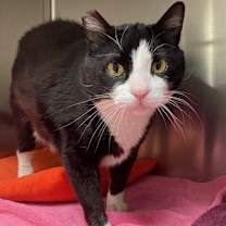 Thumbnail photo of Tommy #2