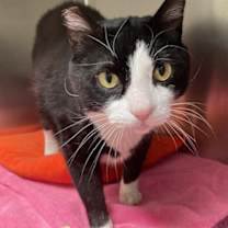 Thumbnail photo of Tommy #3