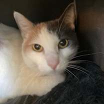 Thumbnail photo of Kitty #2