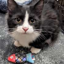 Thumbnail photo of Fenway #1